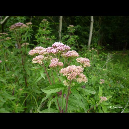 <i>Eupatorium cannabinum</i> L., 1753 © P. Gourdain