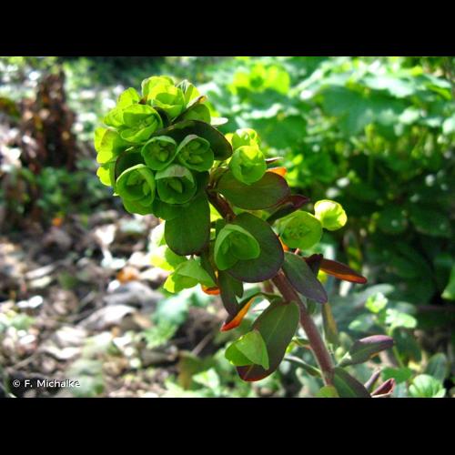<i>Euphorbia amygdaloides</i> L., 1753 © F. Michalke