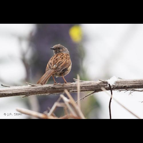 <i>Prunella modularis</i> (Linnaeus, 1758) &copy; J.P. Siblet