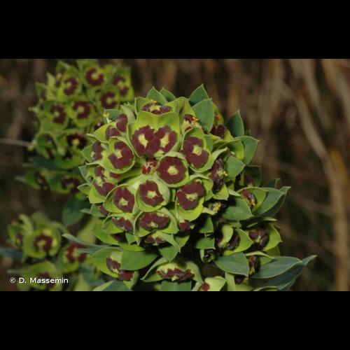 <i>Euphorbia characias</i> L., 1753 © D. Massemin