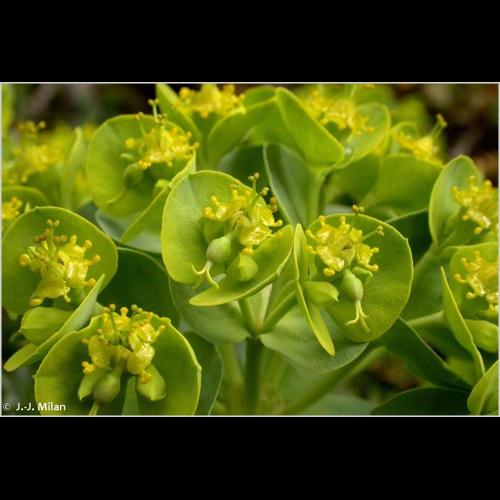 <i>Euphorbia corsica</i> Req., 1825 © NULL