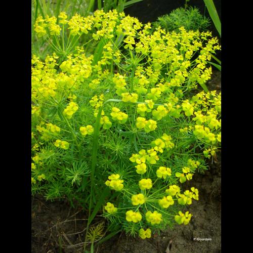 <i>Euphorbia cyparissias</i> L., 1753 © P. Gourdain