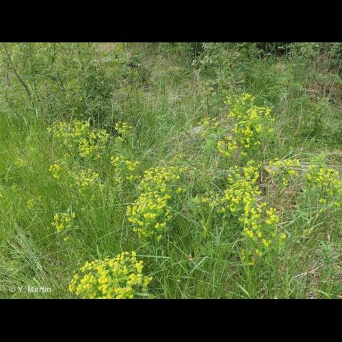 <i>Euphorbia esula</i> L., 1753 © NULL