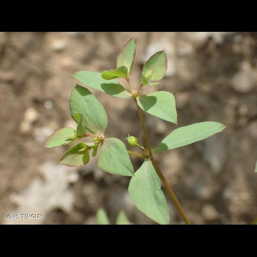 <i>Euphorbia falcata</i> L., 1753 [nom. et typ. cons.] © H. TINGUY
