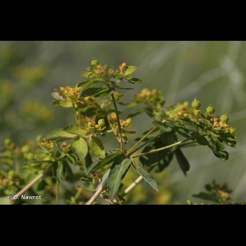 <i>Euphorbia flavicoma</i> DC., 1813 © O. Nawrot
