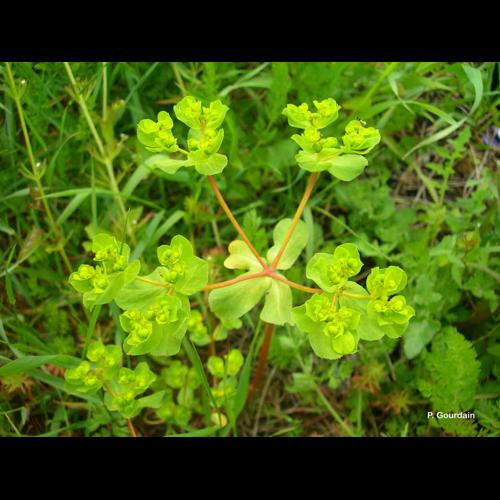 <i>Euphorbia helioscopia</i> L., 1753 © P. Gourdain