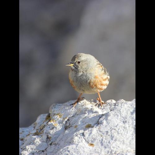 <i>Prunella collaris</i> (Scopoli, 1769) &copy; C. Roy