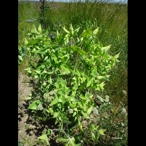 <i>Euphorbia lathyris</i> L., 1753 &copy; P. Gourdain