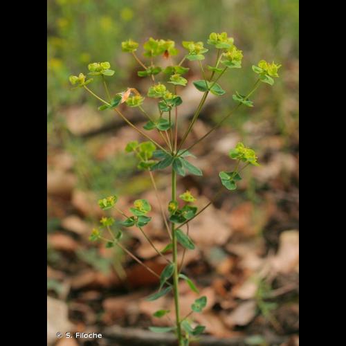 <i>Euphorbia loreyi</i> Jord., 1855 © S. Filoche