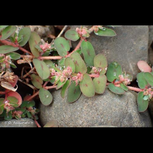 <i>Euphorbia maculata</i> L., 1753 &copy; O. Roquinarc'h