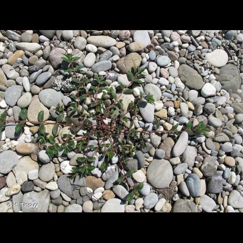 <i>Euphorbia nutans</i> Lag., 1816 © H. Tinguy