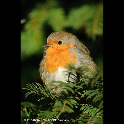 <i>Erithacus rubecula</i> (Linnaeus, 1758) © E. SANSAULT - ANEPE Caudalis