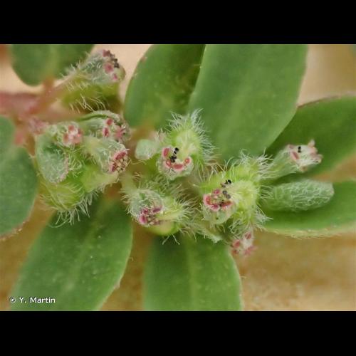 <i>Euphorbia prostrata</i> Aiton, 1789 © Y. Martin