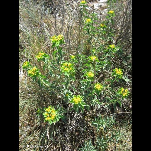 <i>Euphorbia seguieriana</i> Neck., 1770 © P. Rouveyrol