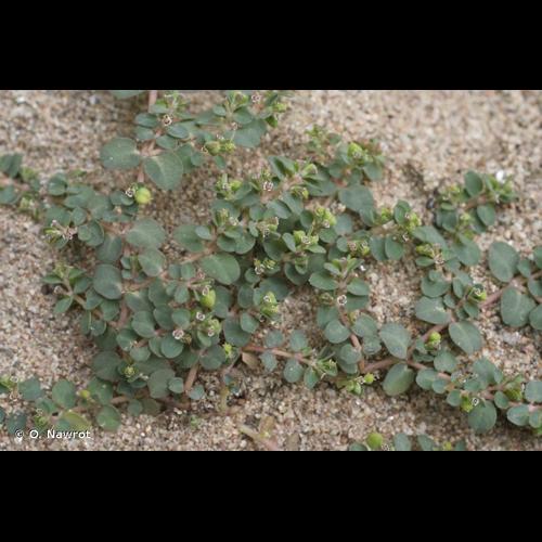 <i>Euphorbia serpens</i> Kunth, 1817 &copy; O. Nawrot