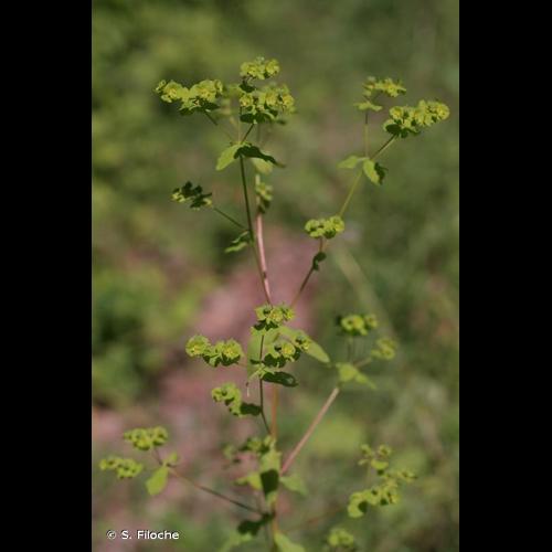 <i>Euphorbia stricta</i> L., 1759 © S. Filoche