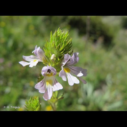 <i>Euphrasia alpina</i> Lam., 1786 © H. Tinguy