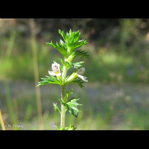 <i>Euphrasia micrantha</i> Rchb., 1831 © H. Tinguy