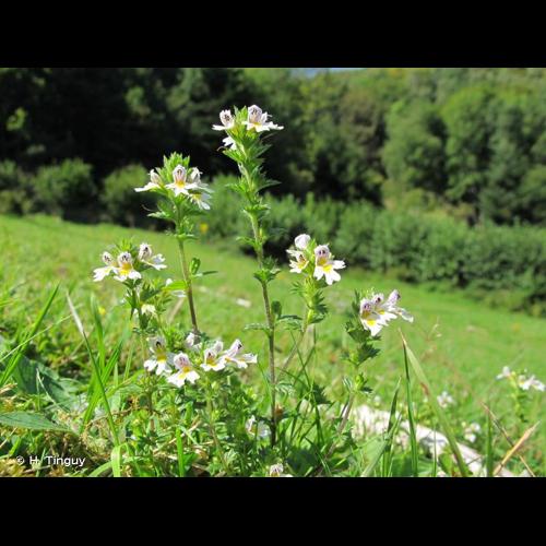 <i>Euphrasia officinalis</i> L., 1753 © H. Tinguy