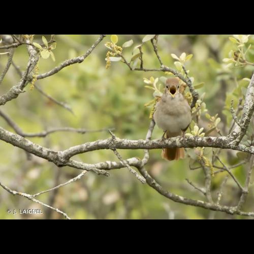 <i>Luscinia megarhynchos</i> C. L. Brehm, 1831 &copy; J. LAIGNEL