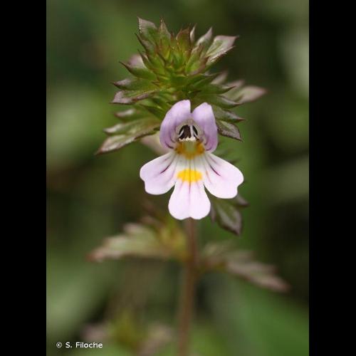 <i>Euphrasia stricta</i> D.Wolff ex J.F.Lehm., 1809 © S. Filoche