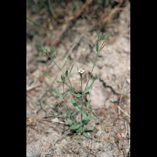 <i>Exaculum pusillum</i> (Lam.) Caruel, 1886 © S. Filoche