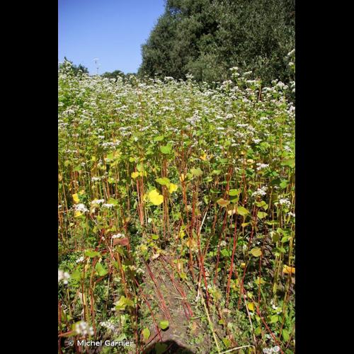 <i>Fagopyrum esculentum</i> Moench, 1794 © Michel Garnier