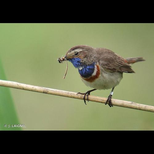 <i>Luscinia svecica</i> (Linnaeus, 1758) &copy; J. LAIGNEL