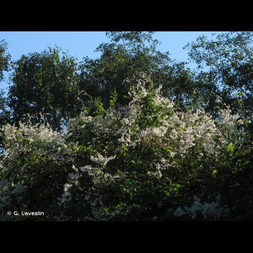 <i>Fallopia baldschuanica</i> (Regel) Holub, 1971 © G. Leveslin