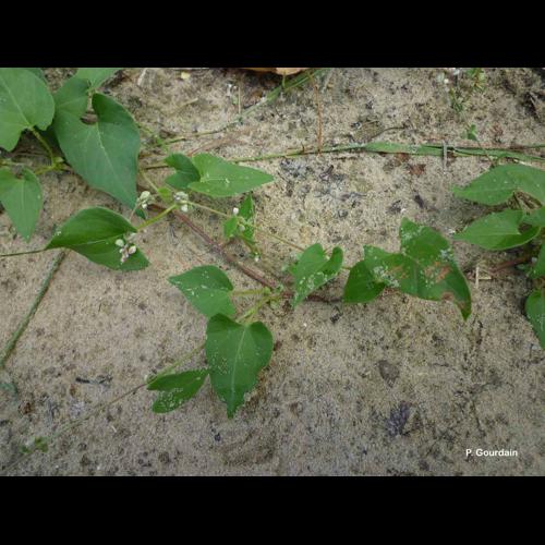<i>Fallopia convolvulus</i> (L.) Á.Löve, 1970 © P. Gourdain