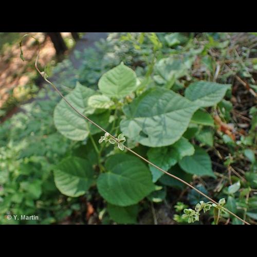 <i>Fallopia dumetorum</i> (L.) Holub, 1971 &copy; NULL