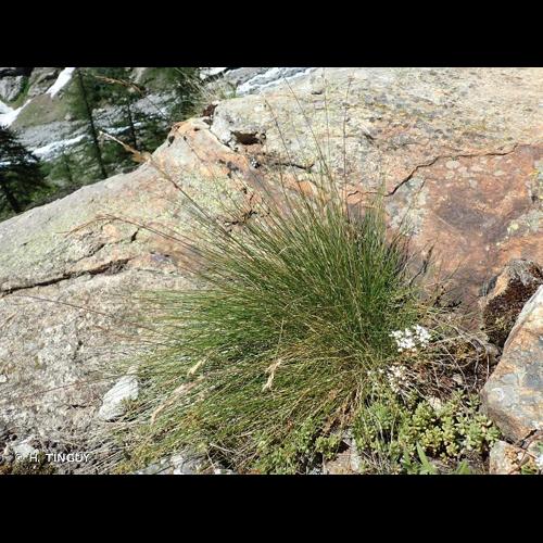 <i>Festuca acuminata</i> Gaudin, 1811 &copy; H. TINGUY