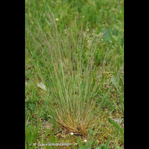 <i>Festuca brevipila</i> R.Tracey, 1977 &copy; R. Dupré MNHN/CBNBP