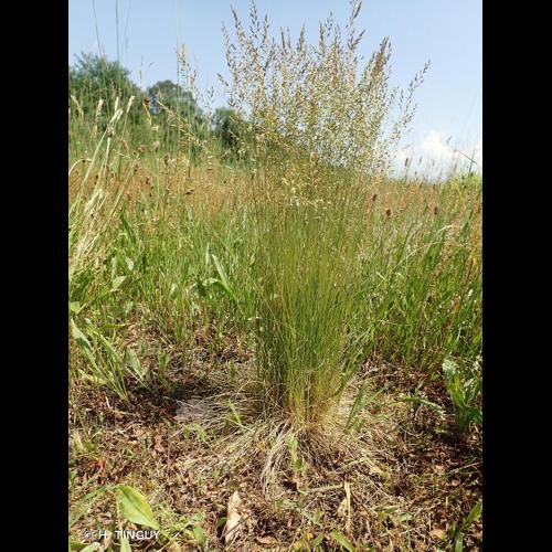 <i>Festuca filiformis</i> Pourr., 1788 &copy; H. TINGUY