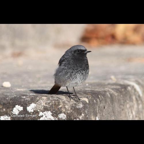 <i>Phoenicurus ochruros</i> (S. G. Gmelin, 1774) © J. Comolet-Tirman
