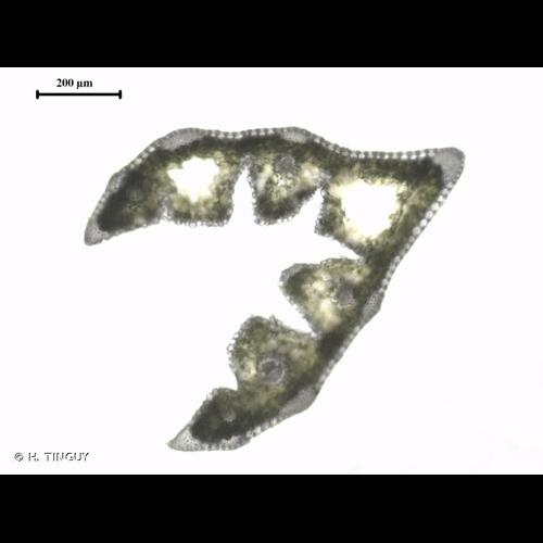 <i>Festuca heteromalla</i> Pourr., 1788 &copy; H. TINGUY