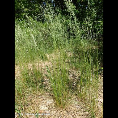 <i>Festuca heteropachys</i> (St.-Yves) Patzke ex Auquier, 1973 &copy; H. TINGUY & R. BOEUF