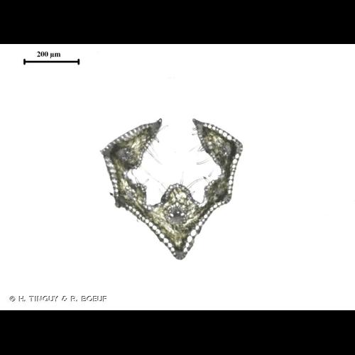 <i>Festuca heterophylla</i> Lam., 1779 &copy; H. TINGUY & R. BOEUF