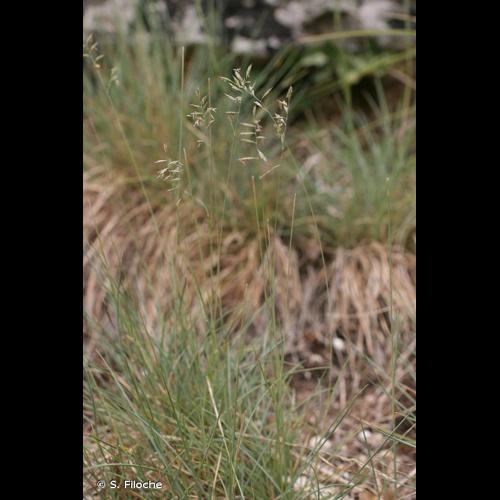 <i>Festuca lemanii</i> Bastard, 1809 © S. Filoche