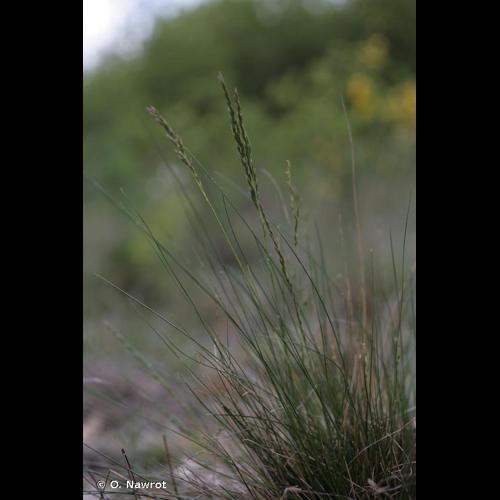 <i>Festuca longifolia</i> Thuill., 1799 © O. Nawrot