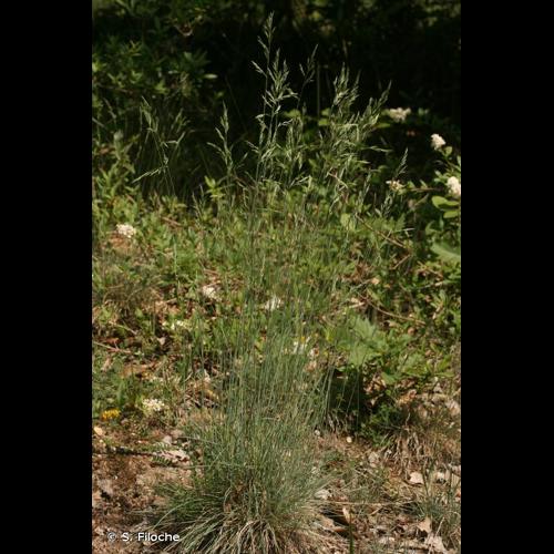 <i>Festuca marginata</i> (Hack.) K.Richt., 1890 © S. Filoche