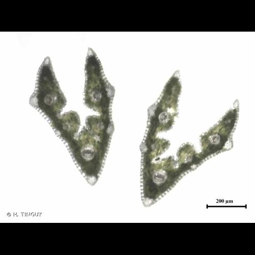 <i>Festuca nigrescens</i> Lam., 1788 &copy; H. TINGUY