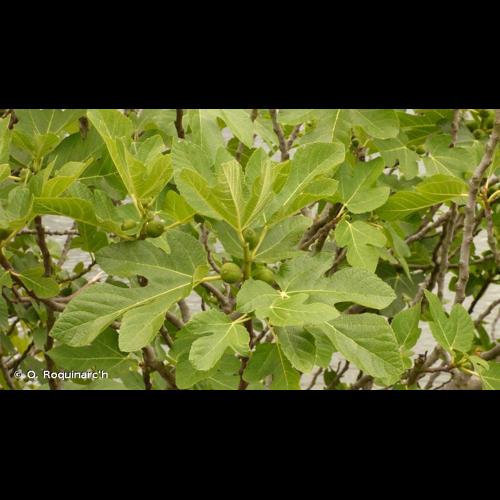 <i>Ficus carica</i> L., 1753 &copy; O. Roquinarc'h