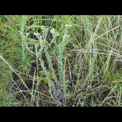 <i>Filago germanica</i> L., 1763 &copy; NULL