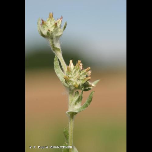 <i>Filago lutescens</i> Jord., 1846 © R. Dupré MNHN/CBNBP