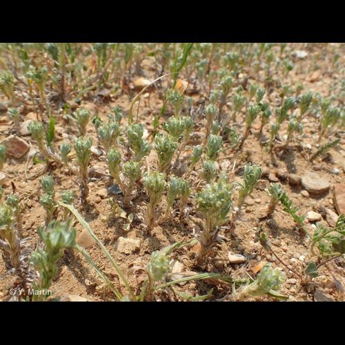 <i>Filago pyramidata</i> L., 1753 © NULL