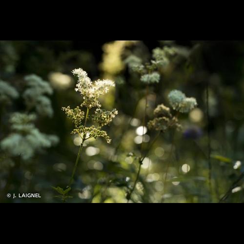 <i>Filipendula ulmaria</i> (L.) Maxim., 1879 © J. LAIGNEL