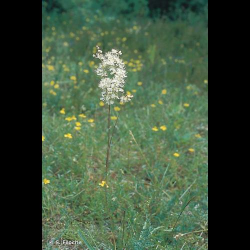 <i>Filipendula vulgaris</i> Moench, 1794 © S. Filoche