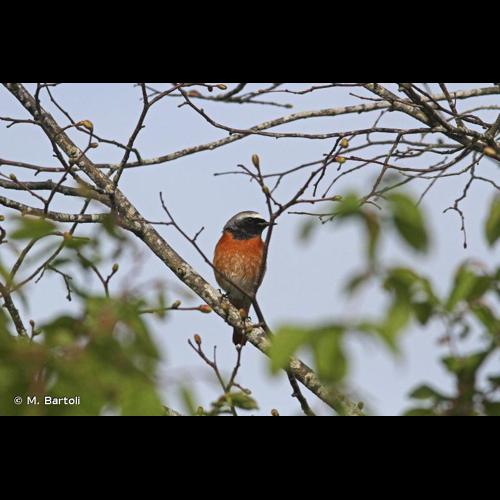 <i>Phoenicurus phoenicurus</i> (Linnaeus, 1758) © M. Bartoli