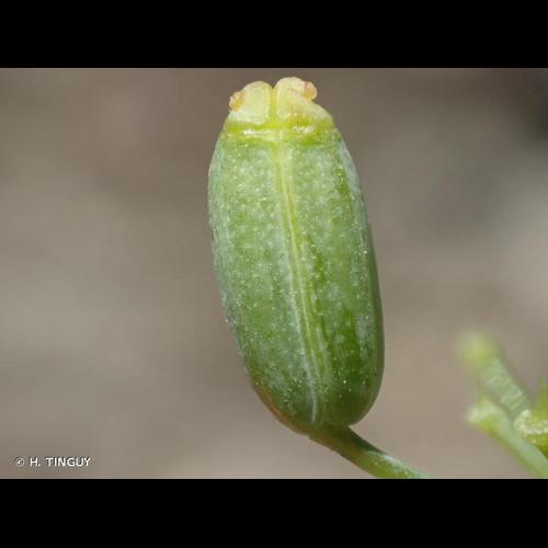 <i>Foeniculum vulgare</i> Mill., 1768 © H. TINGUY